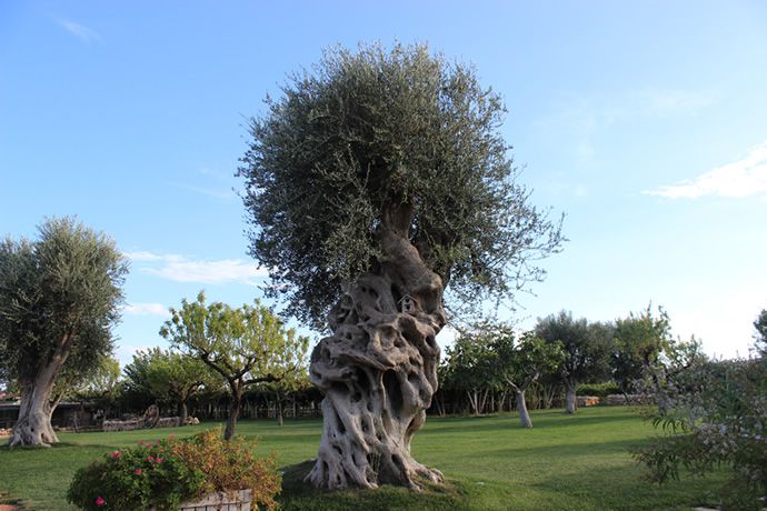 Puglia olive trees