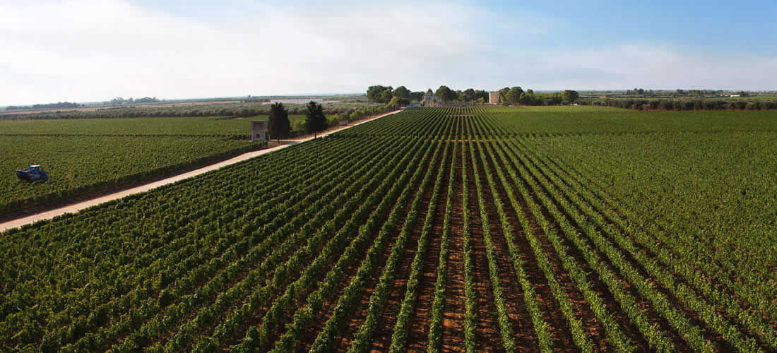Masseria Altemura winery
